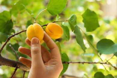 Woman picking ripe apricot from tree outdoors, closeup