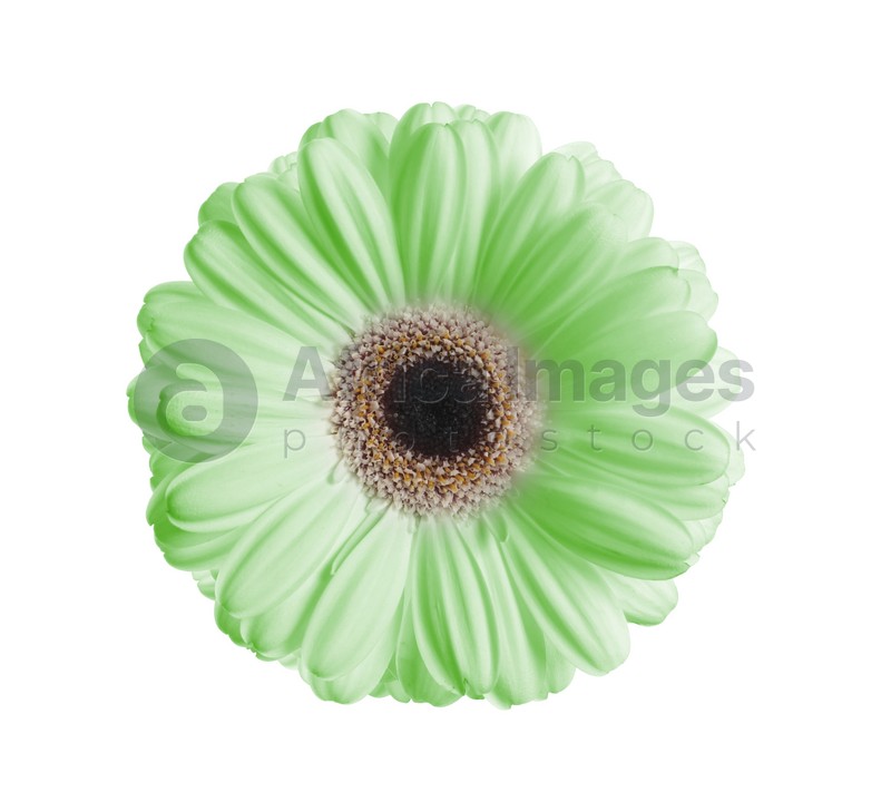 Beautiful light green gerbera flower on white background