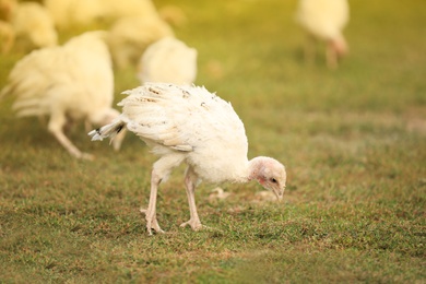 Photo of Domestic baby turkey on green grass. Poultry farming