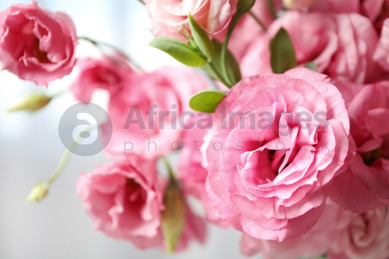 Beautiful pink Eustoma flowers on light background, closeup