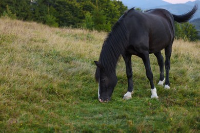 Beautiful black horse grazing on green pasture. Lovely pet