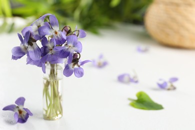 Beautiful wood violets on white table, space for text. Spring flowers