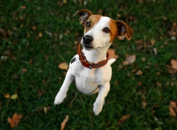Beautiful Jack Russell Terrier in dog collar on green grass outdoors