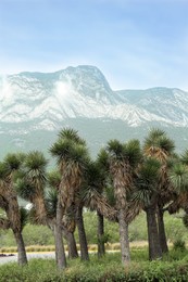 Many beautiful Joshua trees and majestic mountain landscape on background