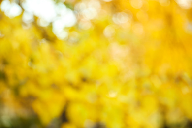 Blurred view of autumn foliage outdoors. Bokeh effect