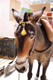 Photo of Cute donkey with bridle on city street
