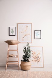 Stylish room interior with decorative wooden ladder, beautiful paintings and potted eucalyptus plant near light wall