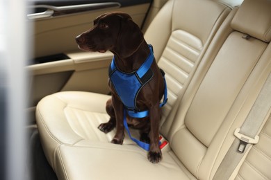 Photo of Cute German Shorthaired Pointer dog waiting for owner on backseat of car. Adorable pet