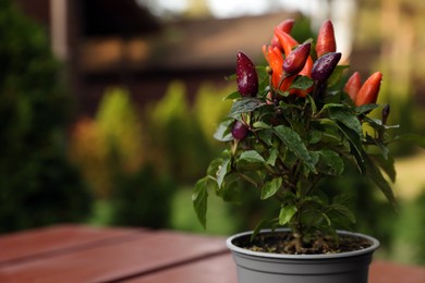 Capsicum Annuum plant. Potted rainbow multicolor chili peppers on wooden table outdoors against blurred background. Space for text
