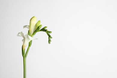 Beautiful tender freesia flowers on white background