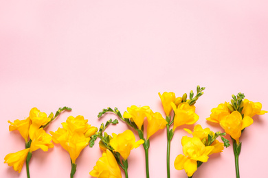 Beautiful blooming yellow freesias on pink background, flat lay. Space for text