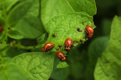 Many colorado potato beetle larvae on plant outdoors, closeup