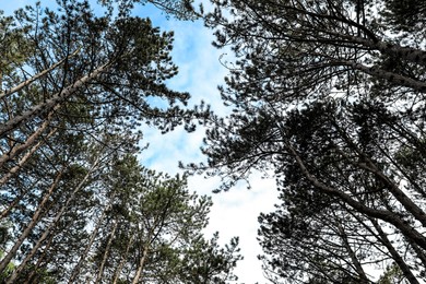 Beautiful conifer forest on spring day, low angle view