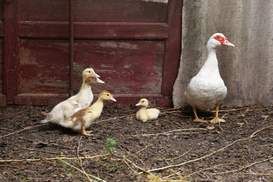 Photo of Beautiful Muscovy duck with ducklings in farmyard
