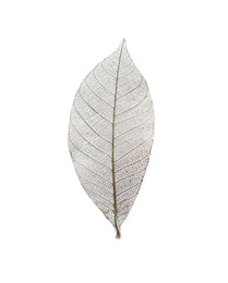 Beautiful decorative skeleton leaf on white background