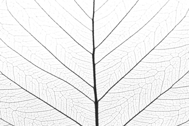 Closeup view of beautiful decorative skeleton leaf
