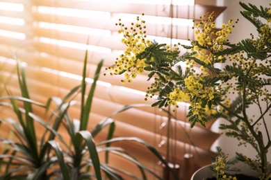 Beautiful potted mimosa plant in room, closeup. Space for text