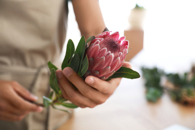 Florist with beautiful protea flower in workshop, closeup