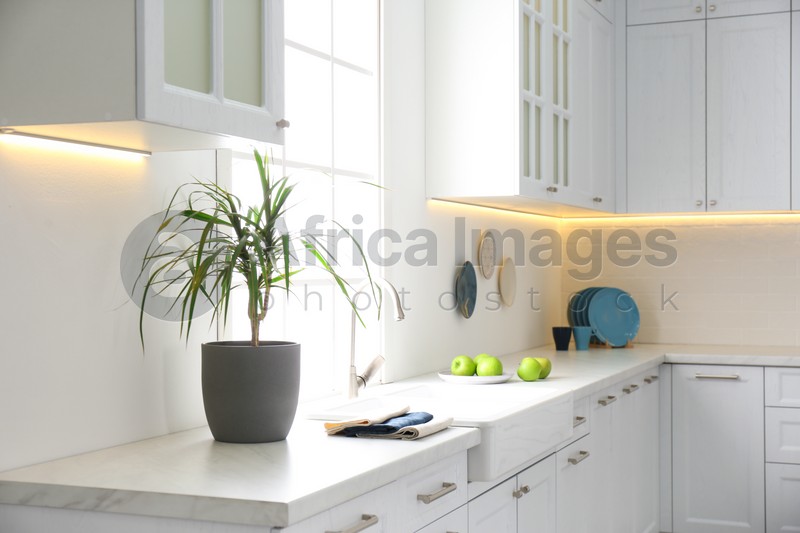 Photo of Beautiful Dracaena plant and napkins on countertop in modern kitchen