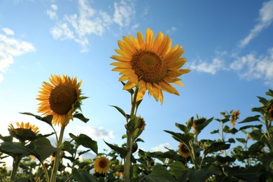 Beautiful blooming sunflowers in field on summer day