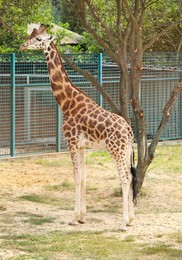 Photo of Beautiful Rothschild's giraffe in zoo. Exotic animal