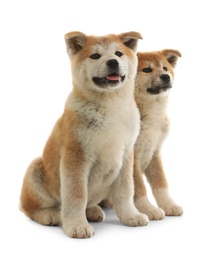 Cute akita inu puppies isolated on white