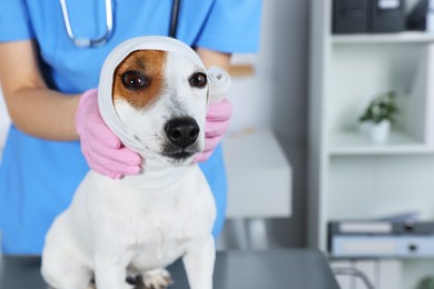 Photo of Veterinarian applying bandage onto dog's head at table in clinic, closeup. Space for text