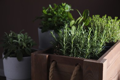 Different aromatic herbs growing in pots indoors