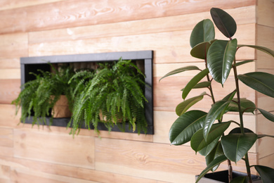 Beautiful green plants indoors. Home design ideas