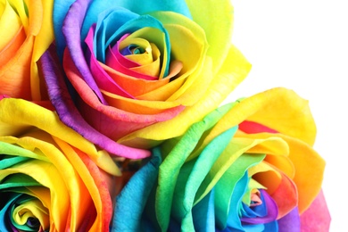 Amazing rainbow rose flowers, closeup
