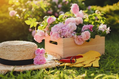 Photo of Straw hat, pruner, gloves and beautiful tea roses in garden