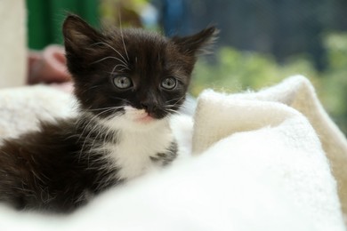 Cute baby kitten on cozy blanket, closeup