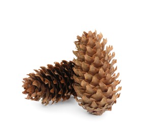 Beautiful dry pine cones on white background