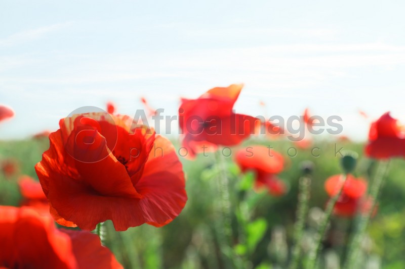 Photo of Beautiful blooming poppy flowers in field on spring day, closeup. Space for text