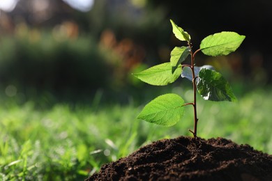 Photo of Planting tree. Seedling growing in soil outdoors, closeup. Space for text