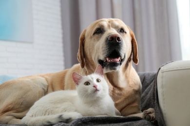 Adorable dog and cat together on sofa indoors. Friends forever