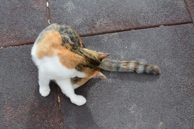 Stray cat on city street. Homeless animal