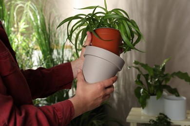 Woman putting houseplant into new pot indoors, closeup