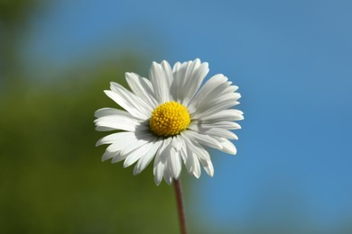 Beautiful daisy flower against blue sky outdoors, closeup view