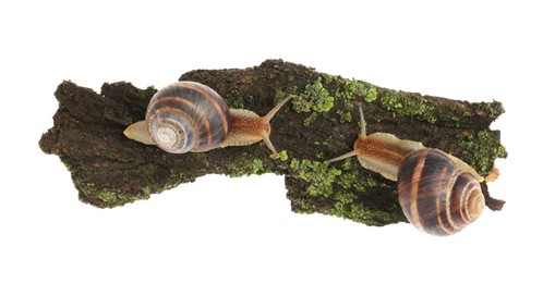 Photo of Common garden snails crawling on tree bark against white background, top view