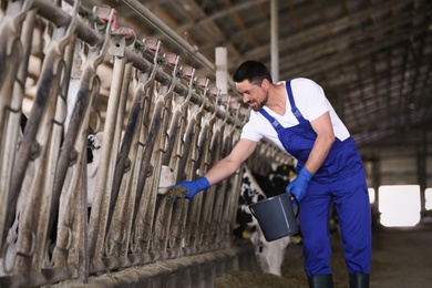 Photo of Worker feeding cow on farm. Animal husbandry