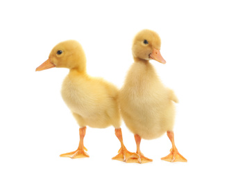 Cute fluffy baby ducklings on white background
