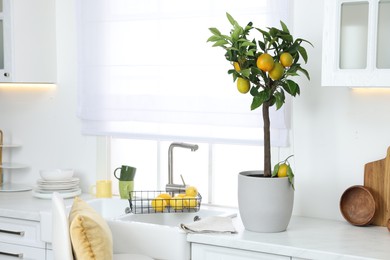 Photo of Potted lemon tree and ripe fruits on kitchen countertop, space for text