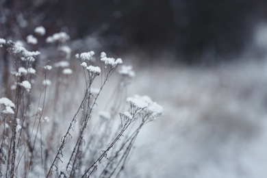 Dry plants covered with snow outdoors on cold winter morning, closeup