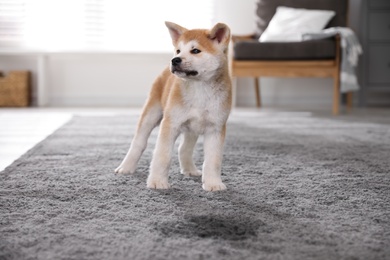Adorable akita inu puppy near puddle on carpet at home