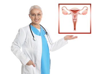 Mature doctor demonstrating illustration of female reproductive system on white background. Gynecological care 