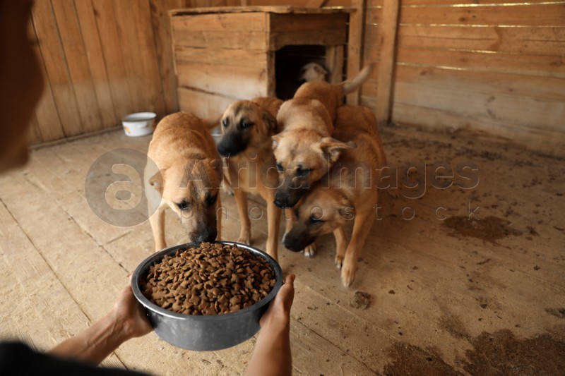 Woman feeding homeless dogs in animal shelter. Concept of volunteering