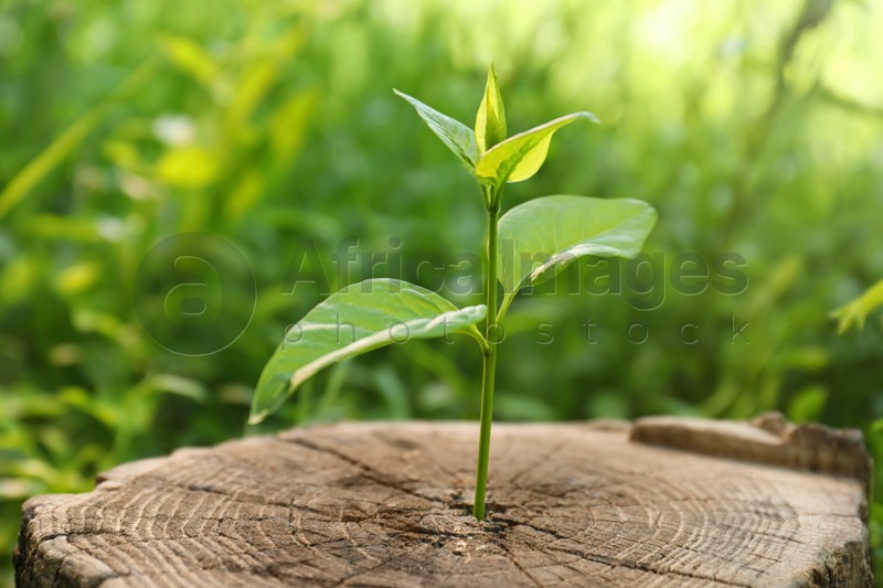 Young green seedling growing out of tree stump outdoors, closeup. New life concept