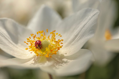 Beautiful blossoming Japanese anemone with ladybug outdoors on spring day, closeup