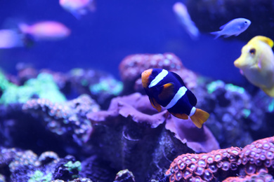 Beautiful clown fish in clear aquarium water